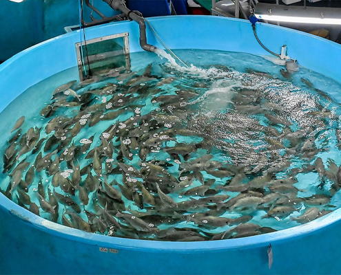 پرورش ماهی در وان پلاستیکی چگونه انجام می شود؟
